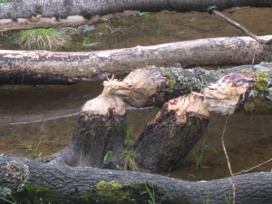 Afbeelding met buitenshuis, boom, water, rots Door AI gegenereerde inhoud is mogelijk onjuist.