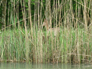Afbeelding met buitenshuis, gras, watervogel, water Door AI gegenereerde inhoud is mogelijk onjuist.
