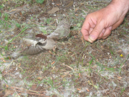 Afbeelding met buitenshuis, vogel, persoon, grond Door AI gegenereerde inhoud is mogelijk onjuist.