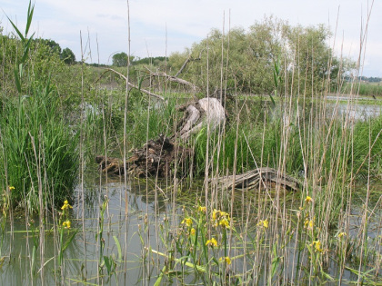 Afbeelding met buitenshuis, Zoetwatermoeras, water, meer Door AI gegenereerde inhoud is mogelijk onjuist.